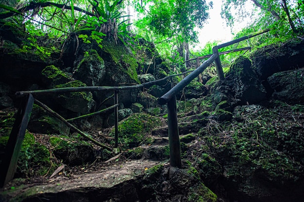 Cotubanama National Park in Dominicaanse Republiek, Padre Nuestro Sectie met typische vegetatie binnen en steengroeven zoals de Cueva de Padre Nuestro en Cueva del Chico