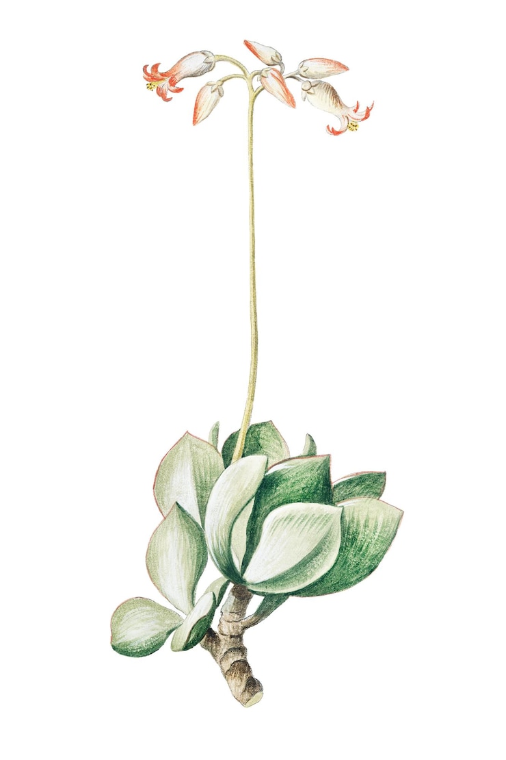 Фотография cotyledon africana прозрачный png