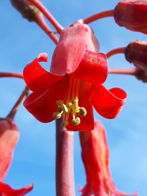 Cotyledon in bloom with the sky in the background in spring