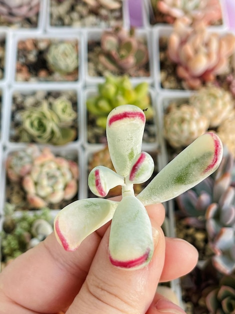 코레돈 오르비쿨라타 (Cotyledon orbiculata) 는 손에 달린 다양한 수박 식물입니다.