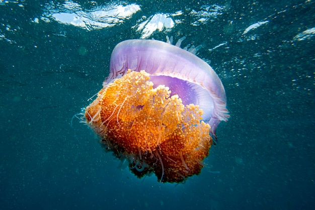 Photo cotylorhiza giant jellyfish