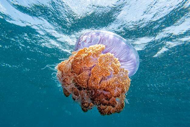 Photo cotylorhiza giant jellyfish