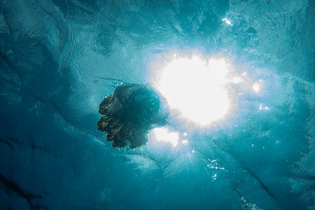 Photo cotylorhiza giant jellyfish