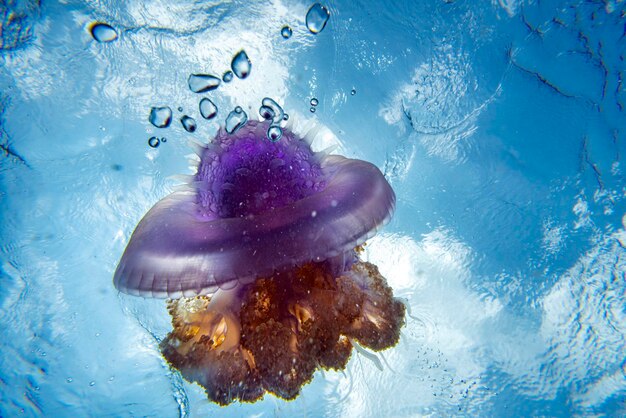 Photo cotylorhiza giant jellyfish