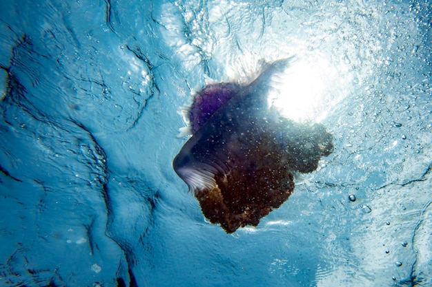 Photo cotylorhiza giant jellyfish