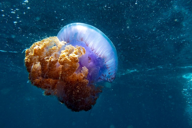 Cotylorhiza giant jellyfish