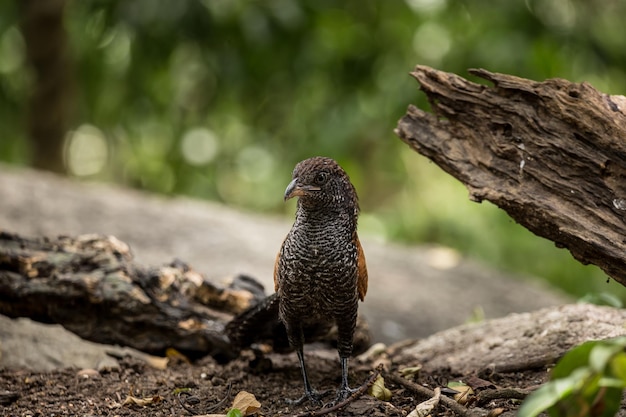 Coucals Crow pheasants standing on a rock in the forest