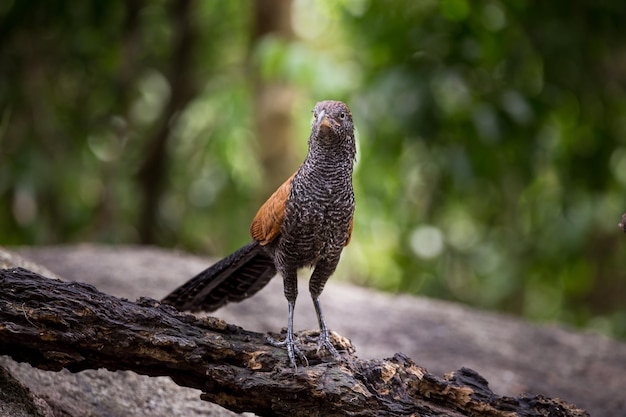 Coucals Crow pheasants standing on a rock in the forest