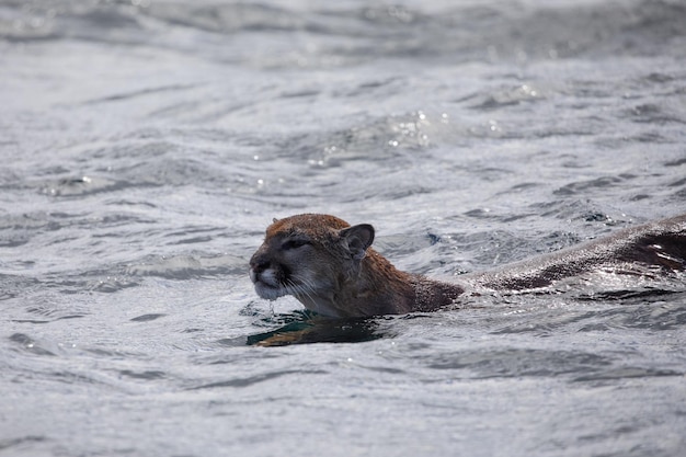 Cougar or mountain lion found swimming across a channel in British Columbia waters