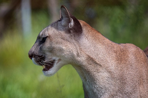 Пума или горный лев Puma concolor