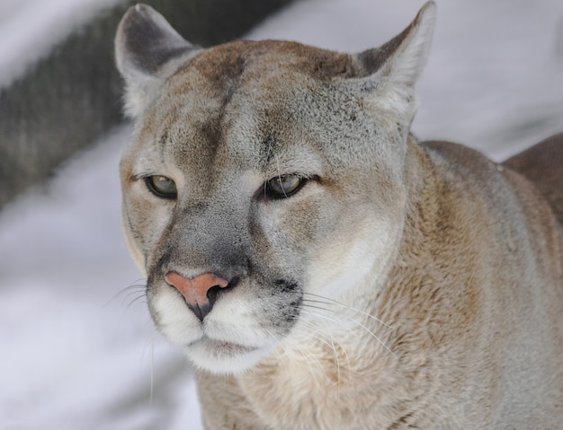 Портрет пумы (Puma concolor) с белым снегом