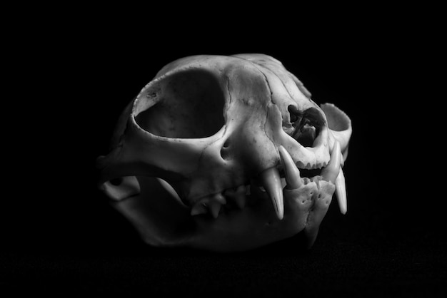 Cougar skull with black background