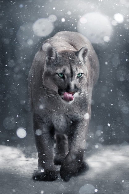 A cougar walks in the snow. Beautiful wallpaper. Cool shades.