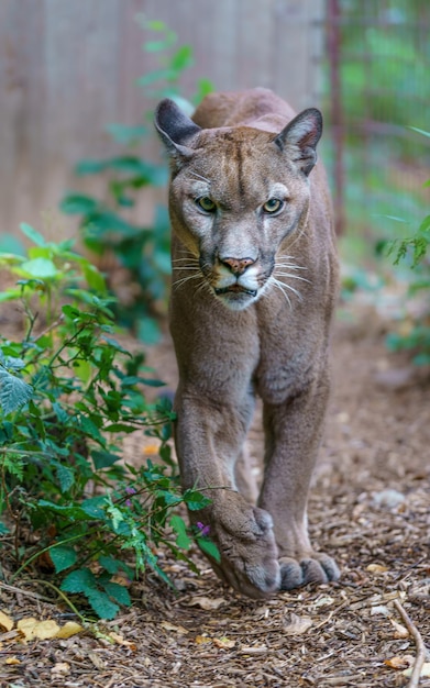 Photo cougar