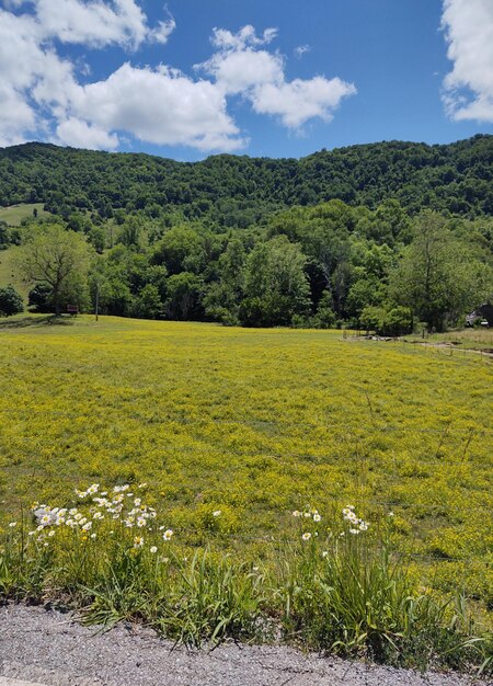 Foto bellezza della campagna