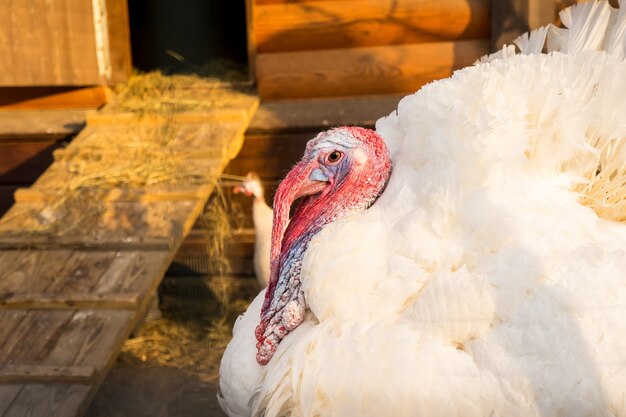 Country in the farm with turkey