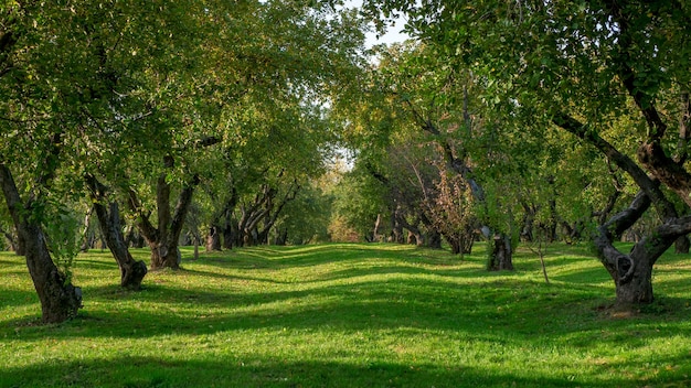 Country green landscape. Fruit garden in summer. Green lawn with old fruit trees. Panoramic view.