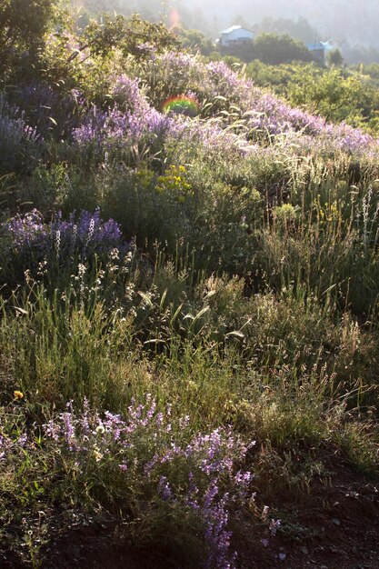 Country houses and biodiversity in the Taurus Mountains of Konya Turkey