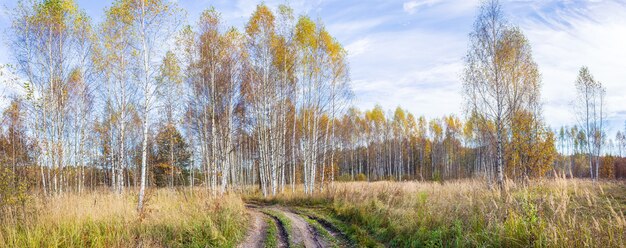 Country landscape with a road and trees around Copy space Beautiful nature background