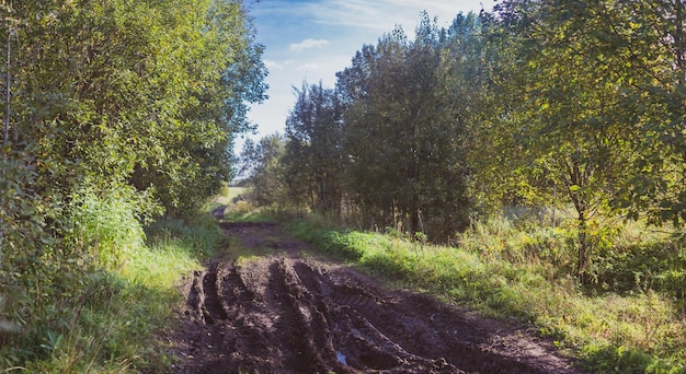 Country landscape with a road and trees around. Copy space. Beautiful nature background.