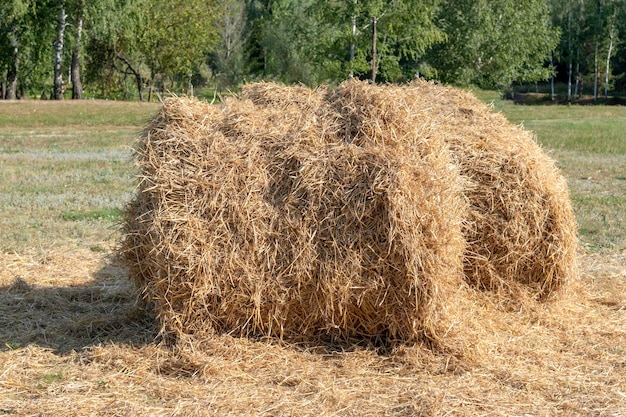 Country landscape with straw stackDry hay on a summer dayBales of straw are illuminated by the sun