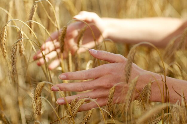 Фото Страна, природа, летние каникулы, сельское хозяйство и концепция людей - крупным планом руки молодой женщины касаются колосков на зерновом поле