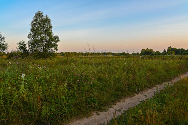 Country road against the background of a summer field at sunrise Summer landscape