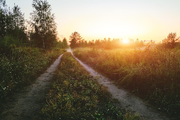 Country road along forest in fog at sunset.