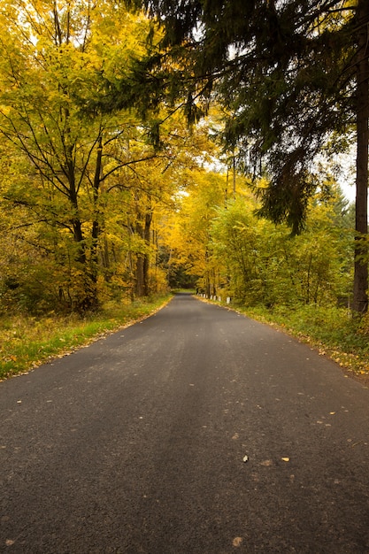 Country road along trees in the lush forest