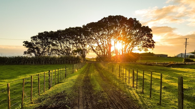 Country road along with trees accompanying with sunset