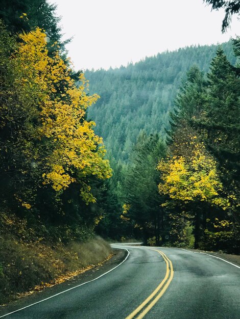 Photo country road amidst trees and plants