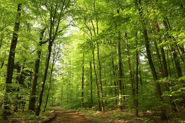 Foto strada di campagna tra alberi a foglie caduche attraverso la foresta primaverile