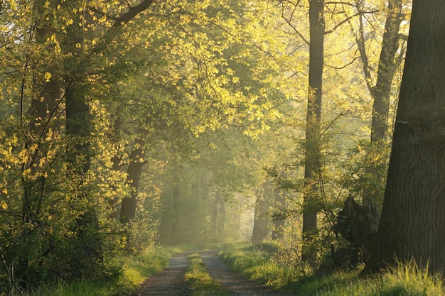 Photo a country road among oaks at the edge of a lake on a spring morning