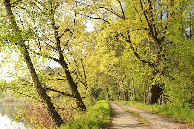 Una strada di campagna tra le querce ai margini di un lago in una mattina di primavera