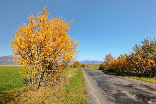 Country road in autumn, orange coloured trees on sides, mount Krivan Slovak symbol with clear sky in distance.