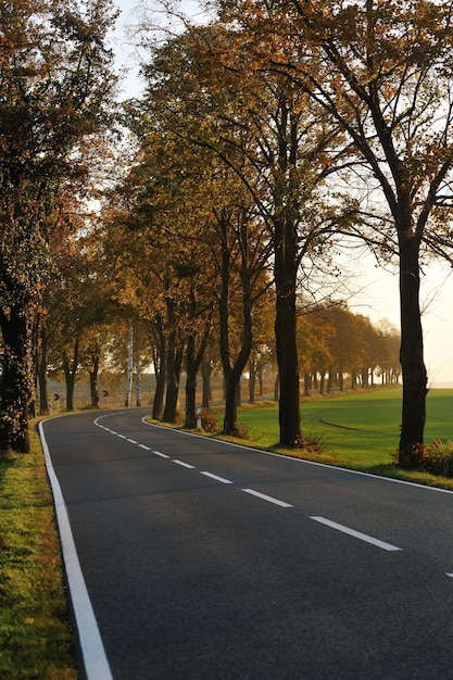 country road at autumn season with bright orange colors at morning sunrise