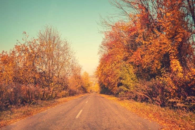 Photo country road on an autumn sunny day. natural landscape. trees grow along the road