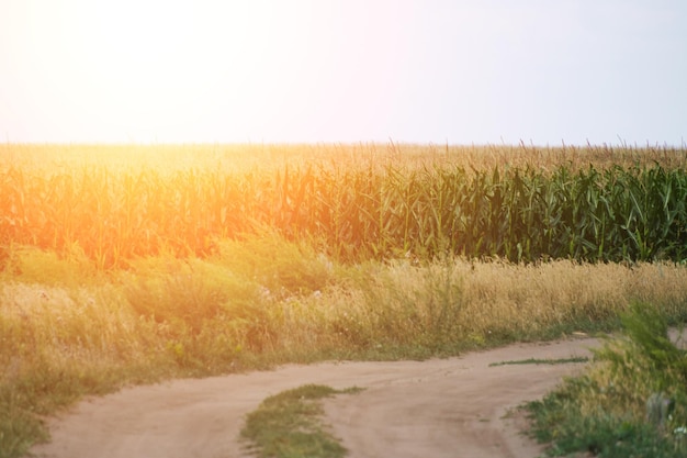 Country road background cornfields and sky