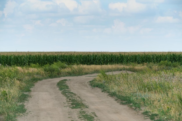 Country road background cornfields and sky