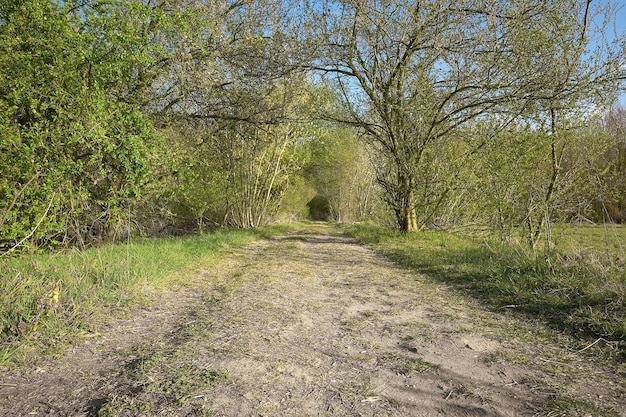 Country road, bike way, foot path through Spring greenery on a sunny day. Springtime in Brandenburg, around Berlin, Germany. Romantic rural hikes, footpath in Europe.