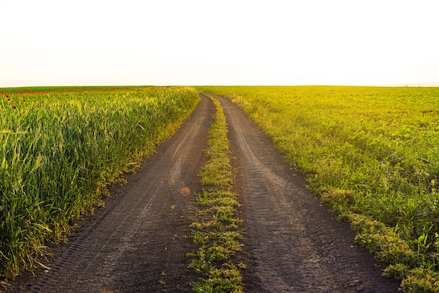 Country road among farm fields