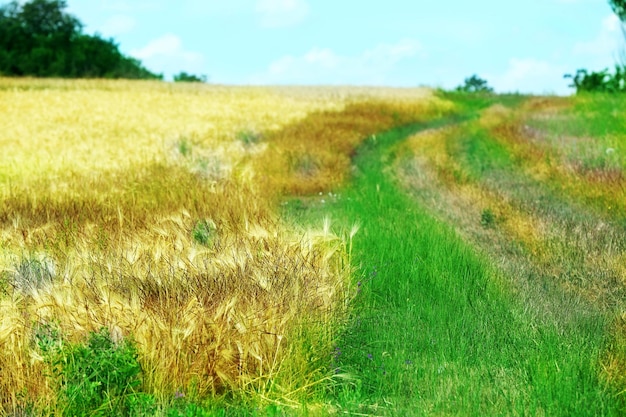 Country road in field