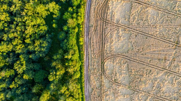 A country road between a forest and a field of wheat