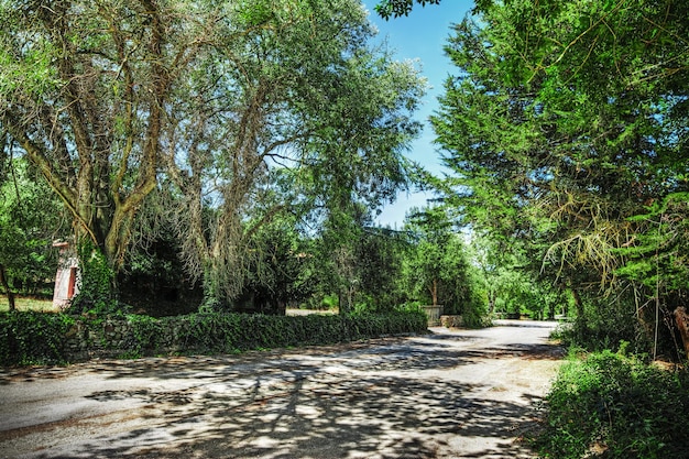 Country road in the forest Hdr tone mapping effect