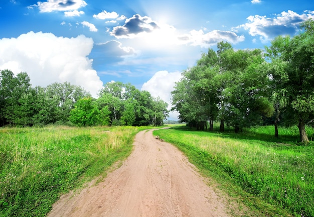 Country road and green trees at sunny day