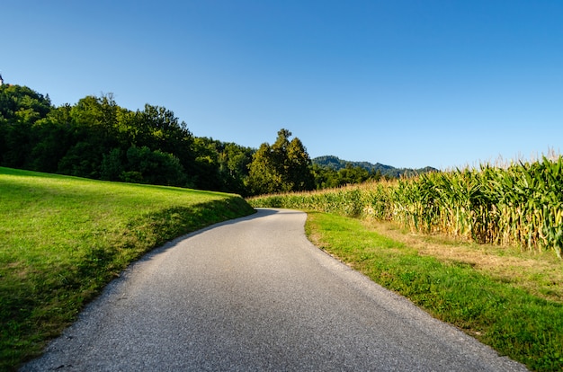Photo country road near a cornfield