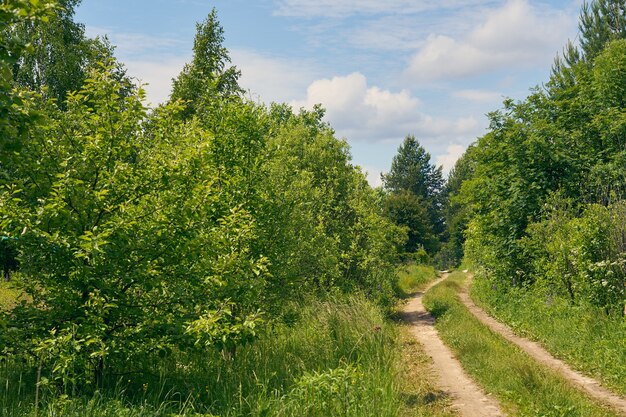 Country road on the outskirts of the forest.