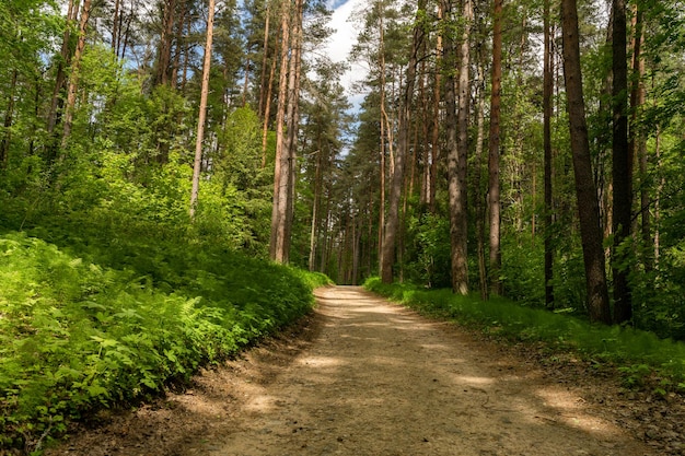 Проселочная дорога в парке Золотая осень в октябре