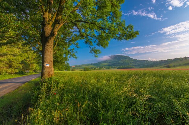 Country road passing through a field