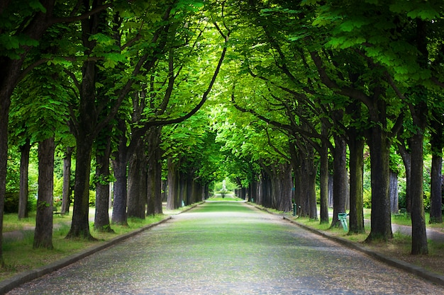 Country road running through tree alley